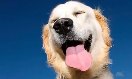 Perrito sonriente